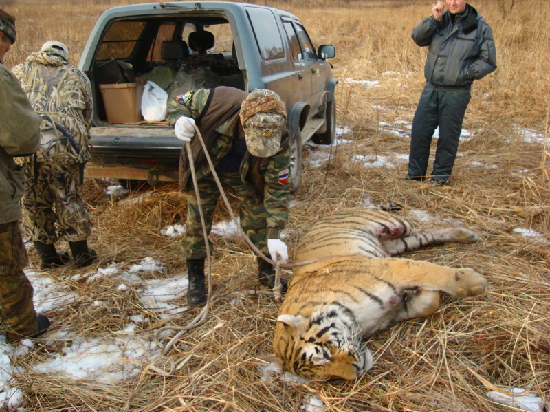 Браконьеры ранили и бросили умирать детеныша редкого амурского тигра!