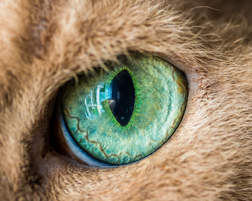 Гипнотизирующие макро фотографии глаз кошек