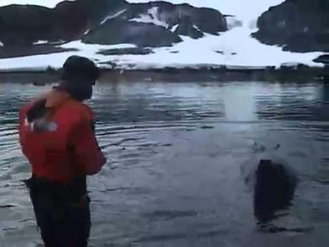 Морской слон хотел угнать лодку 