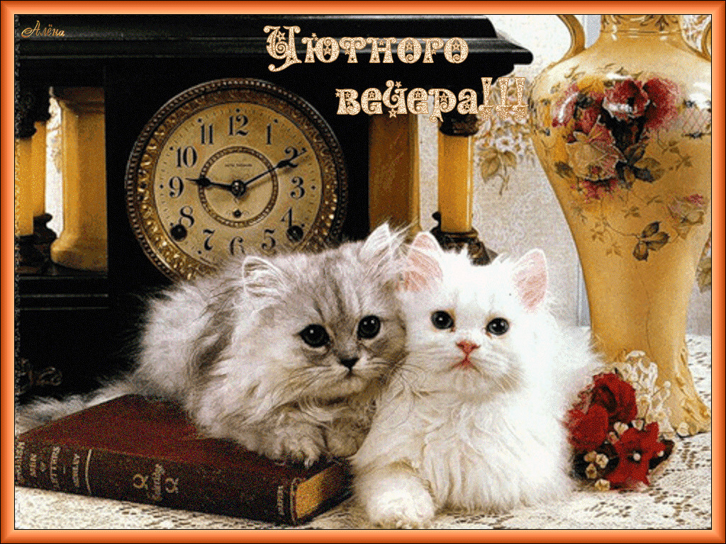Милые кошки желаю Вам уютного вечера!