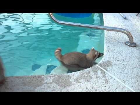 Енот плавает в бассейне