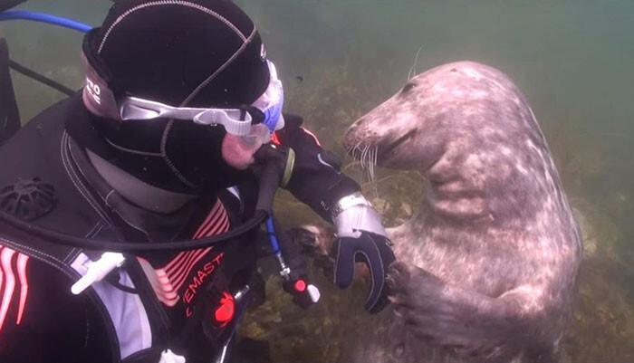 Тюлень попросил дайвера почесать ему животик