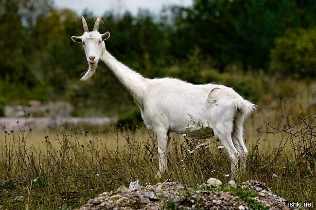 Жизёл или кораф