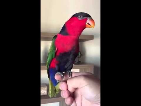 Попугай пародирует телефонный звонок  