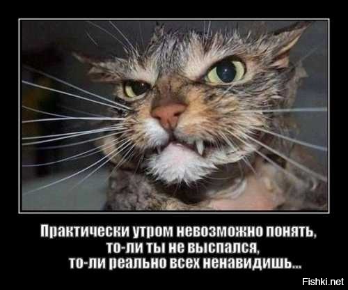 Из солянки