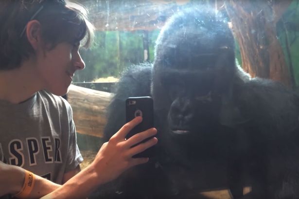 Горилла и мальчик вместе просматривают фотографии на смартфоне. Реакция гориллы умиляет!