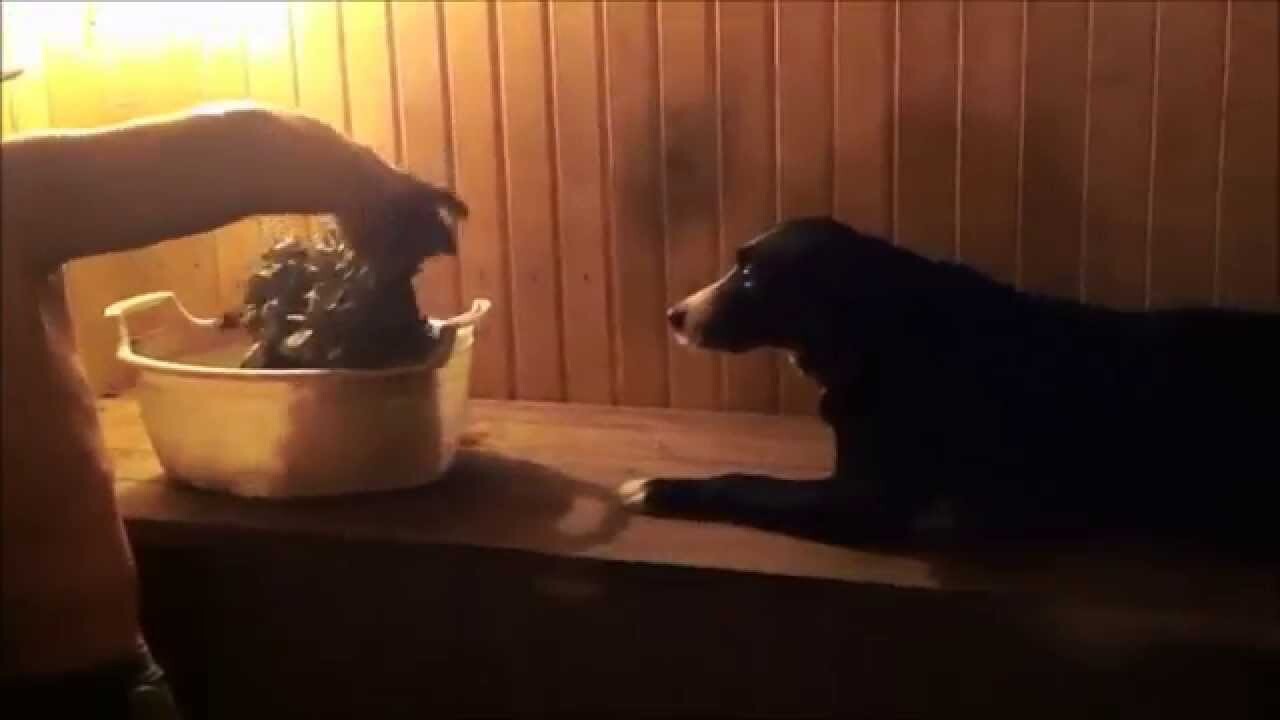 Собака любит париться в бане