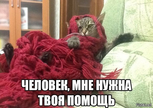 Еще один играл с клубком и проиграл