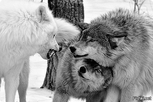 Волчица спряталась под волка