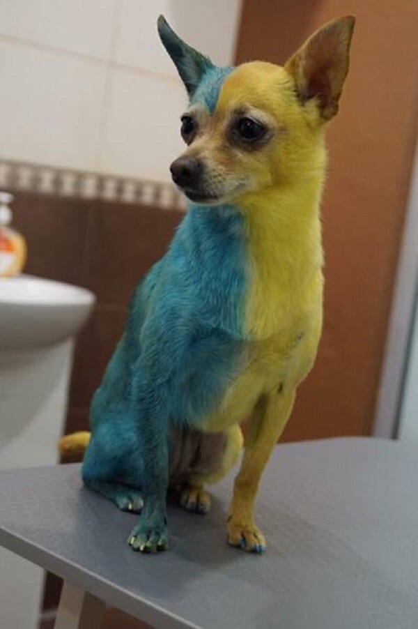 Жительница Киева  покрасила собаку в желто-синий цвет! Больные люди!
