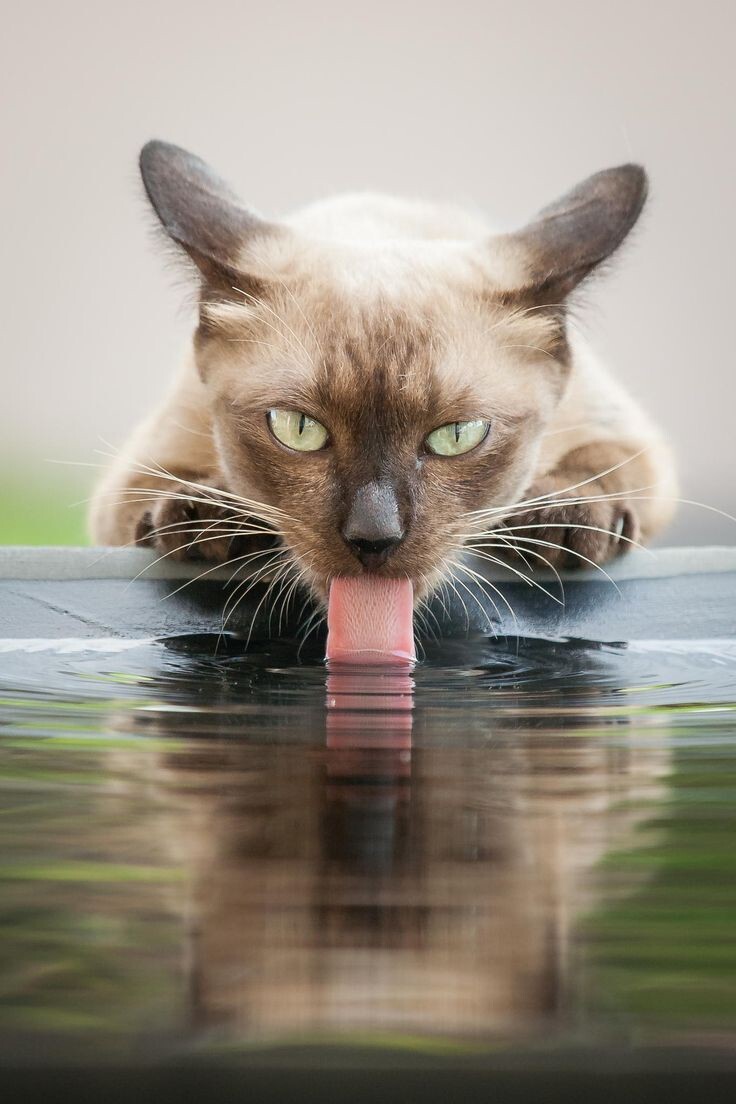 Ленивый кот развалился на полу и пьет воду с миски!