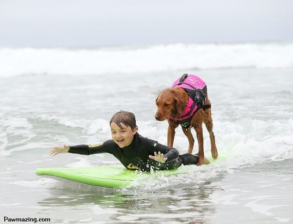 Первая и единственная в мире собака-серфер