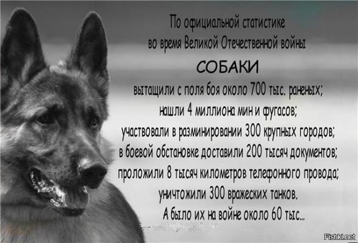 Из солянки