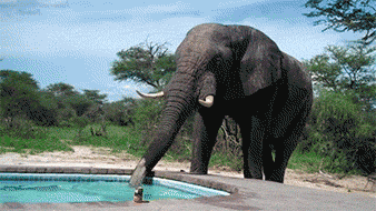 Внезапно слон зашел попить