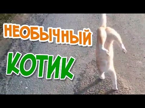 Лучшие приколы и COUB за Сентябрь 2015 #7 - Необычный котик 