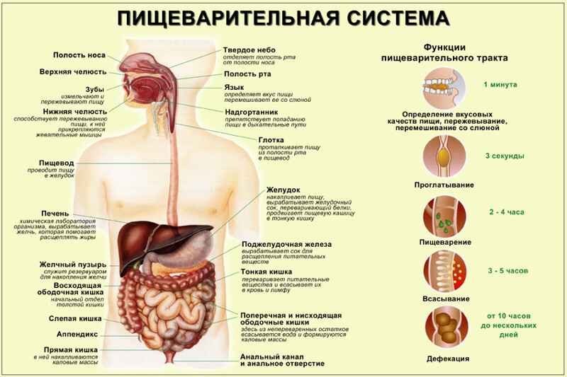 Немного о питании и пищеварении