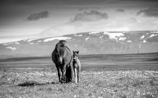 Изумительные снимки лошадей фотографа Керри Хендри