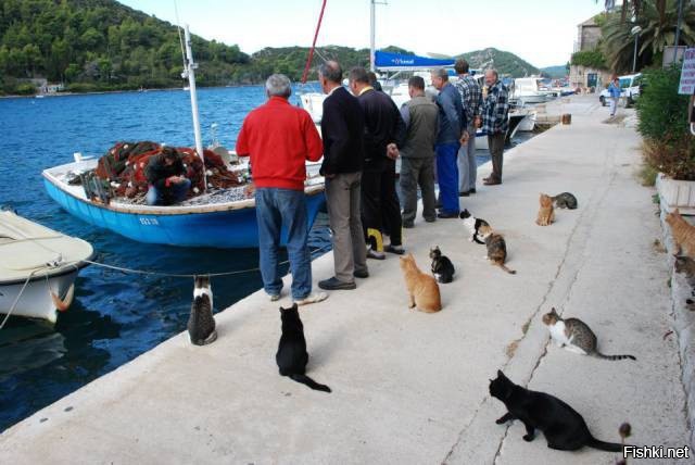 Коты и рыбаки