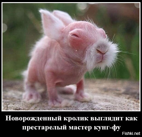 Из солянки