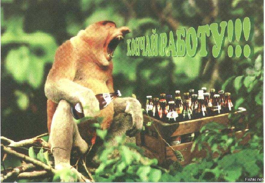 Из солянки