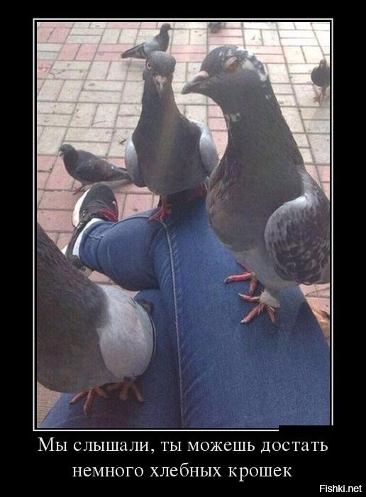 Из солянки