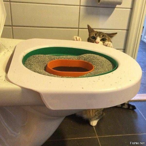 Из солянки
