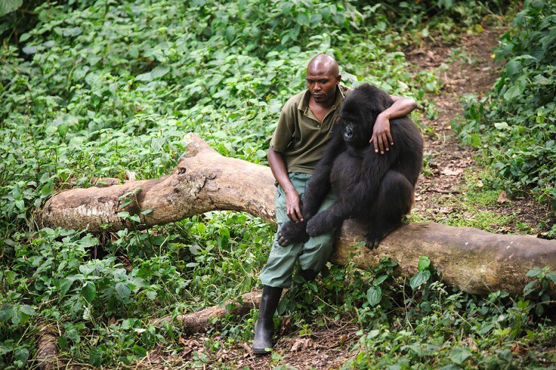 Человек пытается утешить гориллу, которая потеряла маму