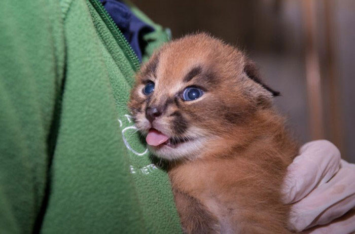 В Орегонском зоопарке впервые показали детенышей каракала