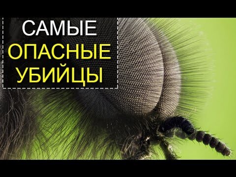 Самые опасные убийцы людей