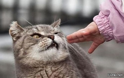 Из солянки