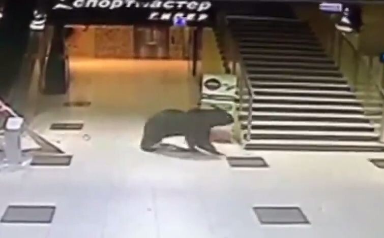Медведь ворвался в торговый центр в Хабаровске