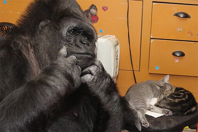 Эти фотографии гориллы Коко и её котят растрогают вас до слёз