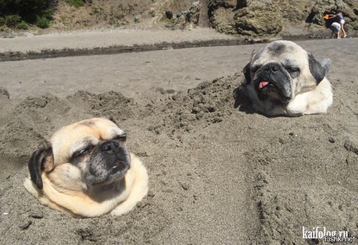 Из солянки