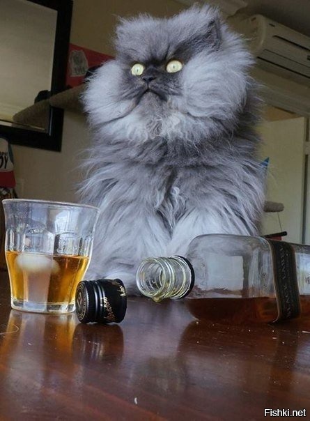 Кот-алкоголик — горе в семье