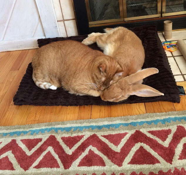 Удивительная дружба между кроликом и котом!