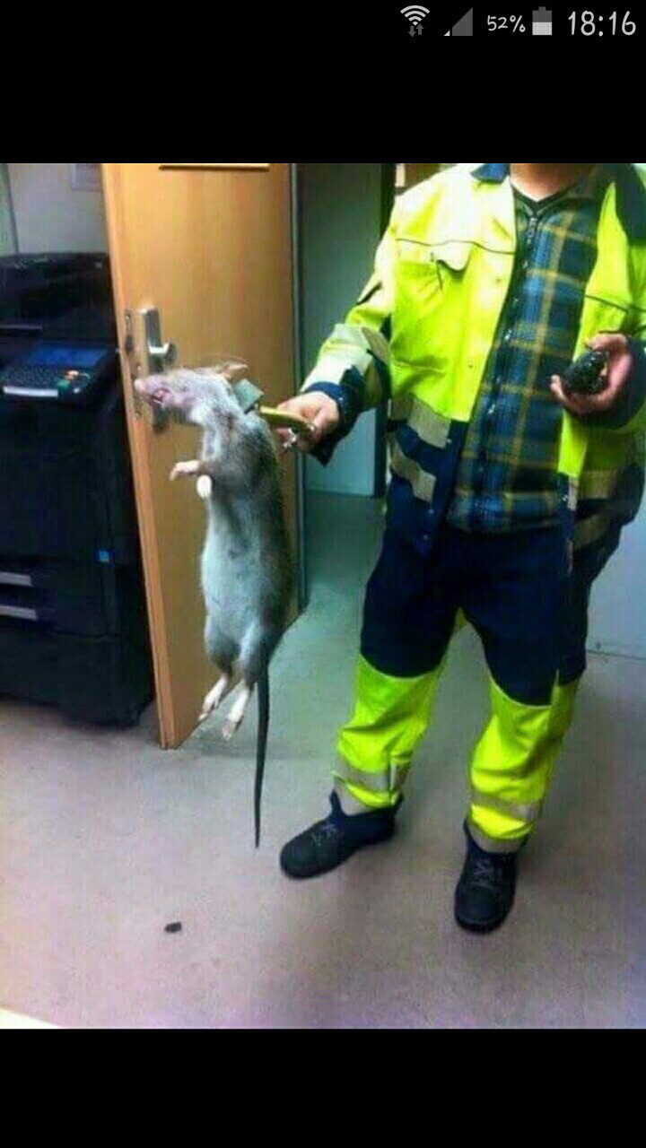 Словил мышку в Лондонском метро