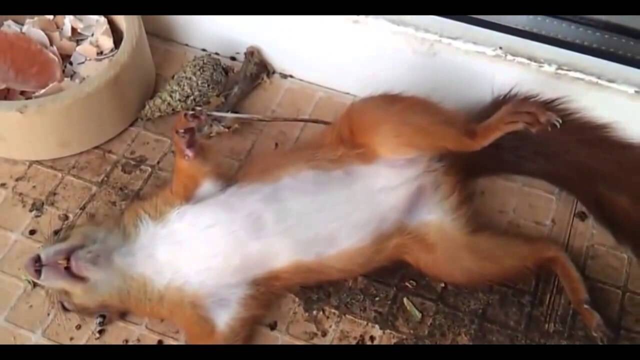 Допился вчера, до белочки