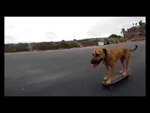 Пес и скейт