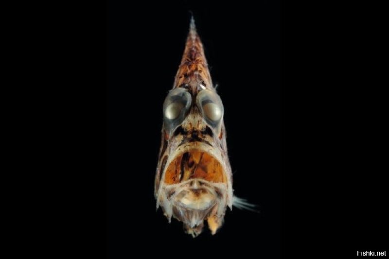 Рыба-топорик: анфас, профиль и парочка