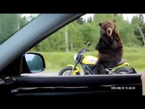 Медведь на дороге 