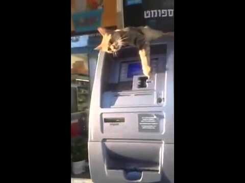 Кот не даёт снять деньги в банкомате