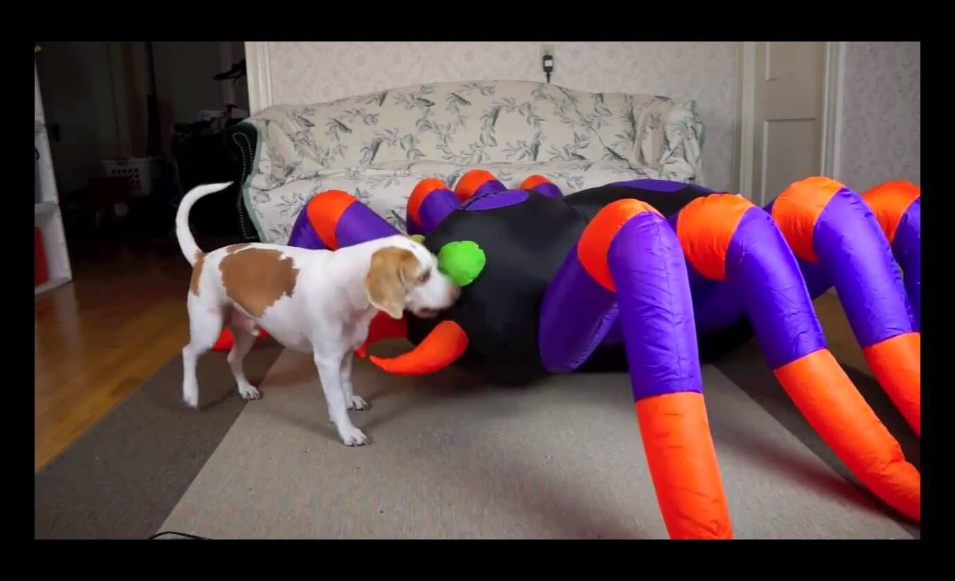 Собака против огромного паука