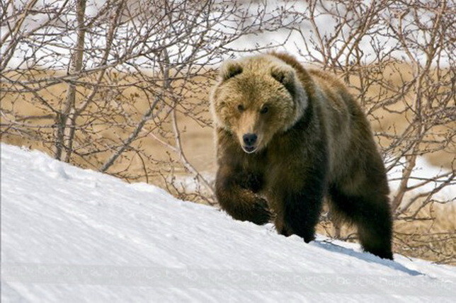 На карпинского охотника напал медведь Подробности драматической истории и видео