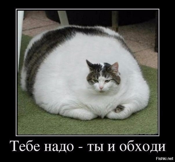 Из солянки