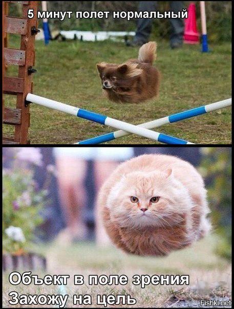 Из солянки