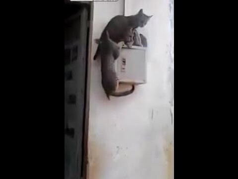 Коты играют в Царь горы