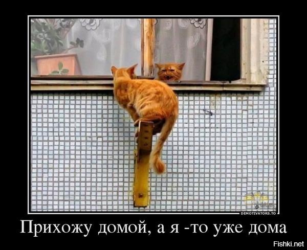 Из солянки