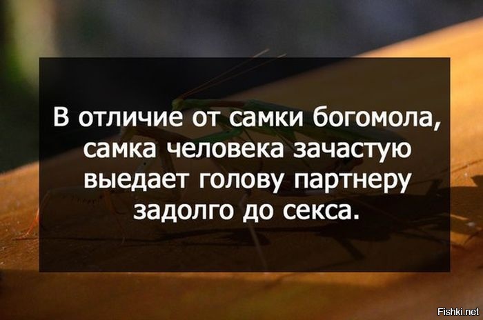Из солянки