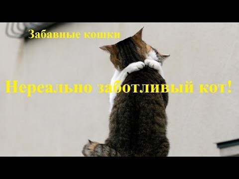 Забавные кошки. Забота о ближнем