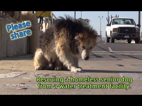 Добрые и любящие животных люди спасли бездомною собаку 